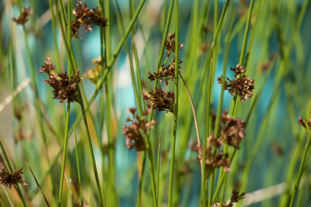 Bareroot Juncus effusus Soft Rush Wetland Restoration Native Fresh - $18.94