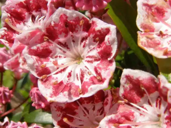 Top Seller 50 Mountain Laurel White Pink Red Kalmia Latifolia Shrub Bush... - £11.48 GBP
