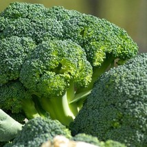 USA Seller Waltham 29 Broccoli 25 Seeds Fast Shipping - $12.69