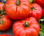 120 Seeds Jersey Tomato Seeds Beefsteak Heirloom Organic Non Gmo Fresh F... - $8.99