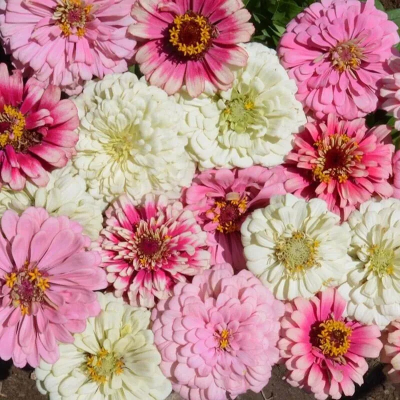 50 Strawberry Cream Mix Zinnia Flower Seeds - £9.42 GBP