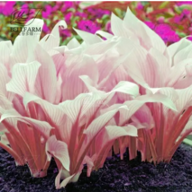 100 pcs Pink Hosta Plants,Hosta &#39;Whirl Wind&#39;, hosta Flower high quality - £7.68 GBP
