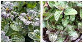 3&quot; Pot - Black Currant Mint Plant - Black Currant Scent - $28.99