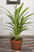 SL 15+ Seeds Pandan Grass House Plant- Garden- Flowers - $4.50