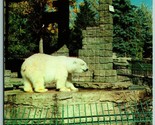 Polar Bear at City Park Zoo Denver Colorado CO UNP Chrome Postcard J14 - £2.29 GBP
