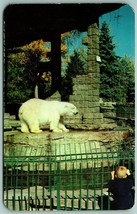Polar Bear at City Park Zoo Denver Colorado CO UNP Chrome Postcard J14 - £2.29 GBP