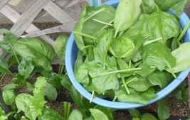 200+ Spinach Seeds Viroflay Spinach (Spinacia Oleracea) Persia Vegetable - $9.00