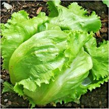 600 Great Lakes Batavian Head Lettuce Seeds Garden Container Spring Fall - $17.98