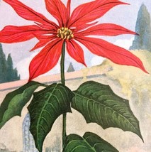 Poinsettia Lithograph 1920 Flower Print Myron Van Brunt Floral Garden Art DWDD16 - £37.36 GBP