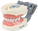 Pediatric Typodont Teeth Model 24 Removable Teeth Compatible with Kilgor... - $42.99