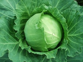 Brunswick Cabbage Seeds 500+ Danish Ballhead Vegetable NON-GMO  - $4.00