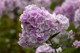 100 Franz Schubert Phlox Seeds Planting US Seller Fast Shipping - £4.23 GBP