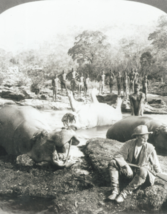 8x10 B&amp;W Photograph Result Of A Mornings Hippopotamus Hunt East Africa R... - £4.63 GBP