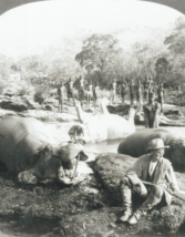 8x10 B&amp;W Photograph Result Of A Mornings Hippopotamus Hunt East Africa R... - £4.75 GBP