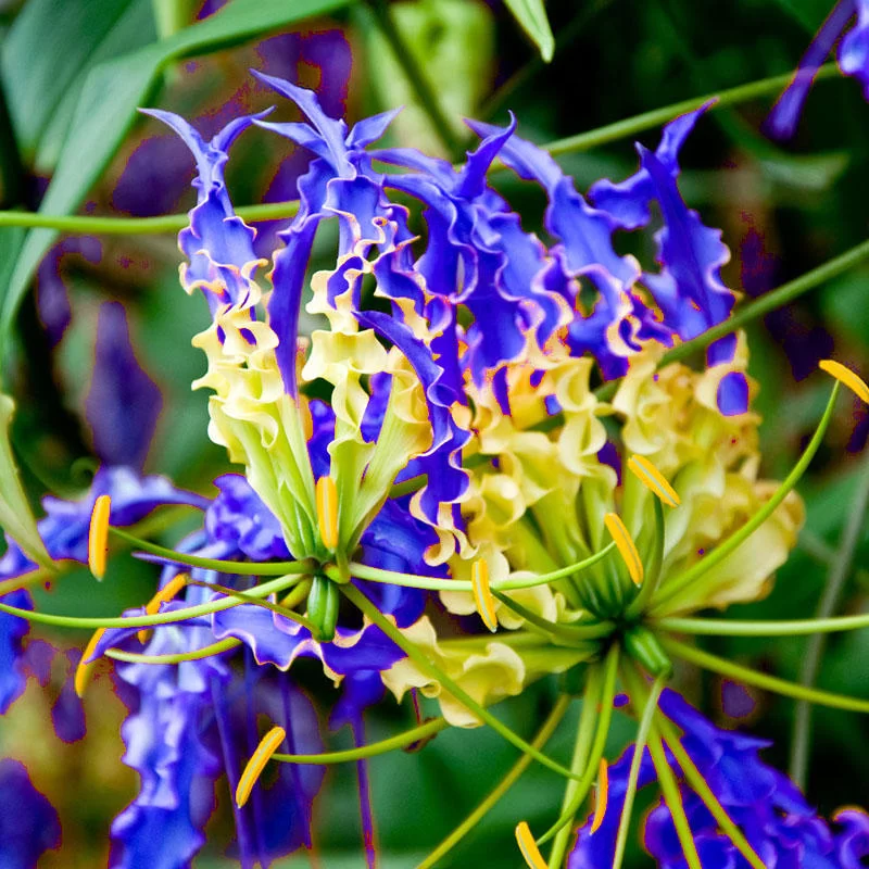 1 Blub Yellow Blue Glory Lily Flower Seeds for Garden - $28.00