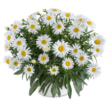OKB Shasta Daisy ‘Lucille Grace’ Live Plant 4” Pot - Blooming Sized, Exceptional - £23.07 GBP