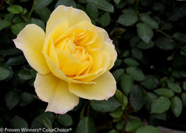 2 Gal Pot - Oso Easy Lemon Zest Shrub Rose - Live Plant - Gardening - FREE SHIP - £104.70 GBP