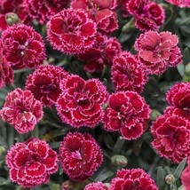 USA SELLER 100 Black Cherry Carnation Seeds Dianthus Flowers Flower Perennial 10 - $14.49