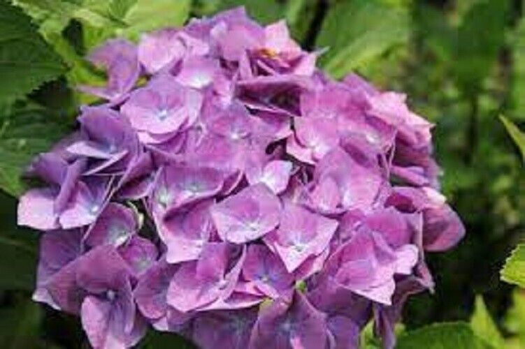 5 Onyx Peacock Hydrangea Flowers Flower Garden Perennial Seeds - $15.99