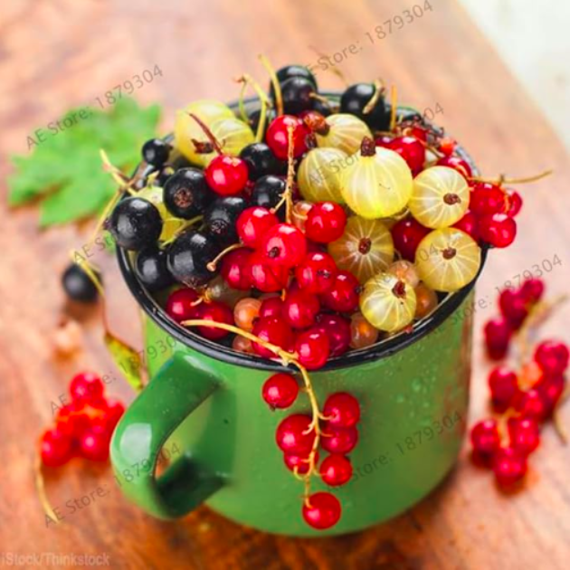 Red Currant Fruit Plant Pan American Gooseberry Flores Lantern Fruit Plantas See