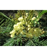 SEPTH Acacia Mearnsii 25 Seeds Nitrogen Fixing Black Wattle Tree Shrub - $10.39