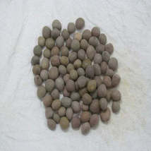 Karanjwa herb 500x500  98893.1723292572.1280.1280  64656.1723292670.386.513 thumb200