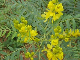 Cassia Alexandrina Senna Yellow Flowers Seeds USA Fast Shipping - £14.97 GBP