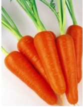 Carrot Seeds very good and Big NON-GMO Heirloom Fresh Garden Seeds easy ... - £3.92 GBP+