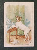 1905 antique FOX TERRIOR dog POSTCARD to WINDLE parkesburg pa - £14.96 GBP