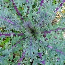 2000 Seeds Red Russian Kale Brassica Napus Var. Pabularia - £11.18 GBP