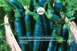 Pasilla Bajio Chilaca Pepper Seeds | Heirloom Non-GMO | Mild Heat | Smok... - $4.99+
