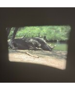 Super 8 Home Movie International Wildlife Park Grand Prairie Texas 1985 ... - €19,19 EUR