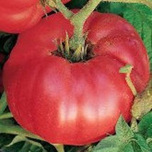 Frees Shipping Martian Giant Tomato Grown To Organic Standards Gardening USA Sel - £13.65 GBP