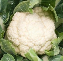 PSA Cauliflower Seeds 300 Self Blanche Vegetable Cool Weather Easy Grow - $13.15
