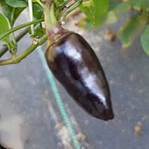 PM Jalapeno Hot Peppers (Purple) Seeds (20+ Seeds) | Non GMO | Vegetable Fruit H - £3.75 GBP