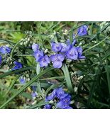 10 Bluejacket Spiderwort Plants – Tradescantia (Widow’s Tears, Spider Lily) - $30.00