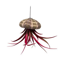 Small Tillandsia Jellyfish, Cute Hanging air Plant with Seashell - £11.97 GBP