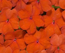 Grow In US 50 Bright Orange Impatients Seeds Flower Seed Flowers Annual Bloom - £8.66 GBP