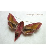 Deilephila Porcellus Elephant Hawk Moth Taxidermy Framed Entomology Shadowbox - $54.99