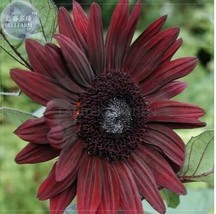 15 Black Magic&#39; Almost Black Red Ornamental Sunflowers Seeds - $212.71 MXN