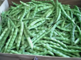 Beans, Brown Greasy Pole Beans,NON-GMO, Heirloom, Organic, Amish Seeds - €6,77 EUR