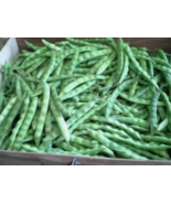 Beans, Brown Greasy Pole Beans,NON-GMO, Heirloom, Organic, Amish Seeds - $147.30 MXN