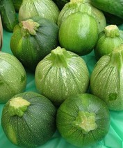 30 Seeds Round Zucchini Summer Squash - £7.11 GBP