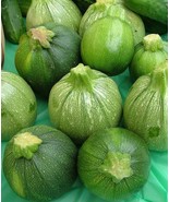 30 Seeds Round Zucchini Summer Squash - £7.07 GBP