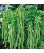 Amaranthus Green Flower Green Leaves Hanging Plant Seeds 100 Seeds Pack ... - $17.88 CAD