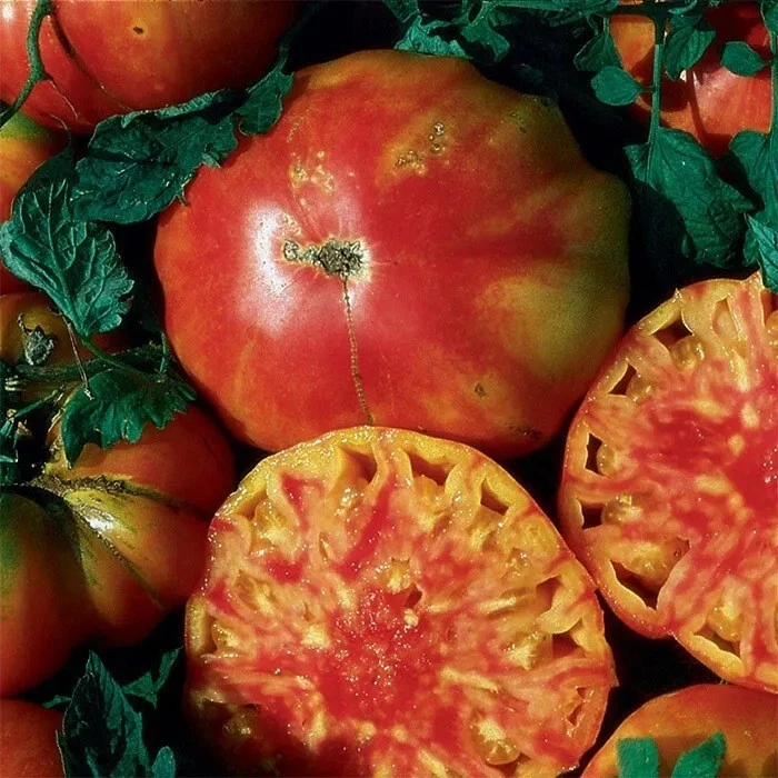 30+ HILLBILLY TOMATO SEEDS - HEIRLOOM - ORGANIC - NON GMO - FRESH ---  RARE - $8.19
