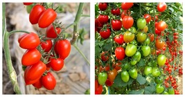 5 Bags (200 Seeds / Bag) of &#39;Red Saint&#39; Cherry Tomatoes Seeds - £16.88 GBP