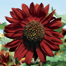 Velvet Queen Sunflower 20 Seeds Spectacular Garden Fresh USA Shipping - $13.98