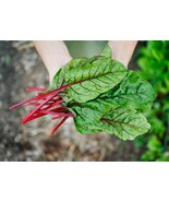 Rhubarb Swiss Chard Seeds Bright Red Non GMO Heirloom Fast Grow - $14.63 CAD