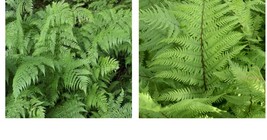 Bareroot | Athyrium filix-femina | Lady Fern | Wood Fern Family | Fully Grown - £27.17 GBP